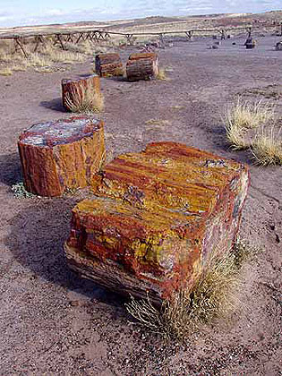 Petrified Wood