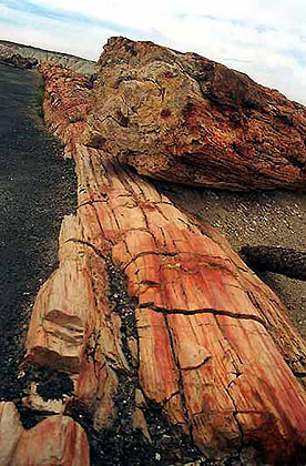 Petrified Log