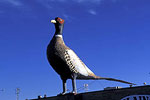 Pheasant in Huron