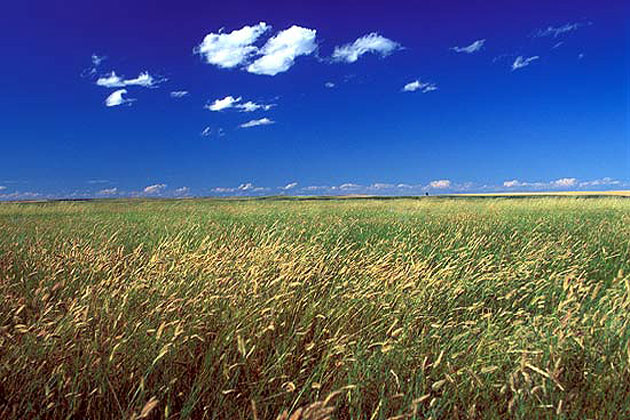 Prairie