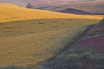 Palouse Region