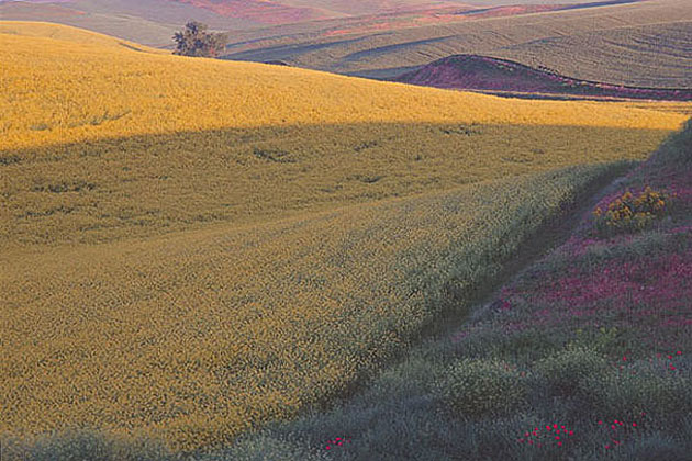 Palouse Region