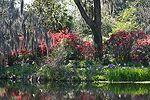 Magnolias of Spring