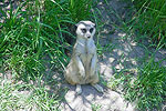 Meerkat Friends