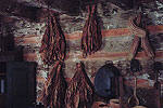 Tobacco at Walnut Grove