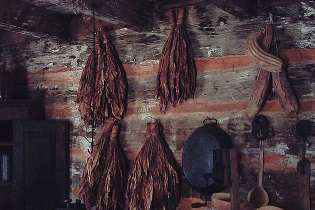 Tobacco at Walnut Grove