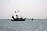 Shrimp Catchers