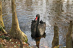 Swan Lake