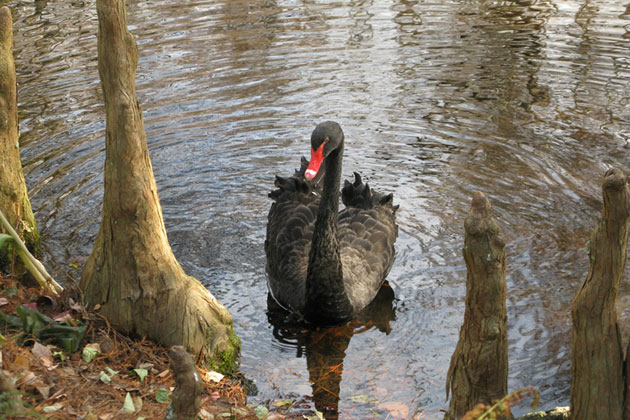 Swan Lake