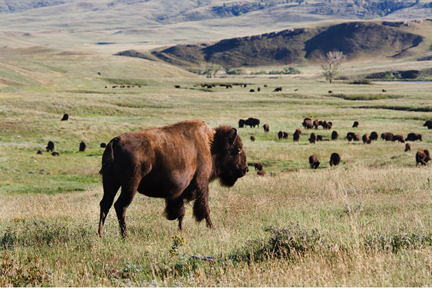 Buffalo Herd