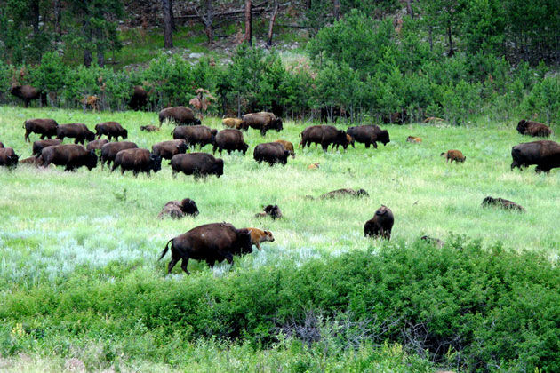 Custer State Park