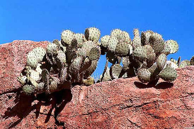 Sonoran Museum