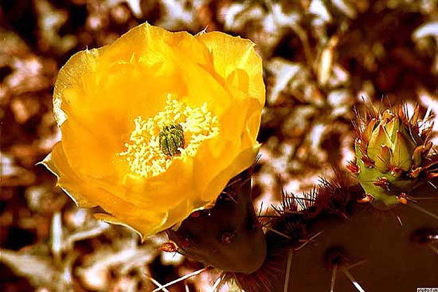 Flowering Cactus