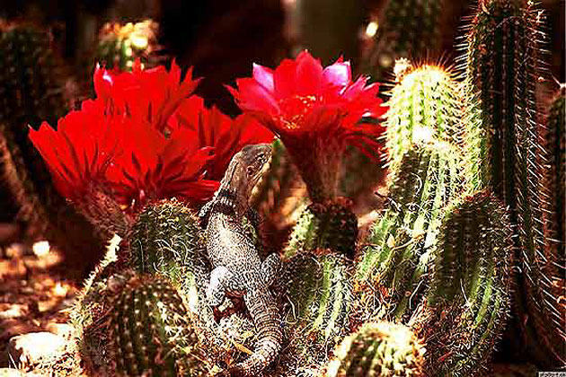 Flowers / Lizard