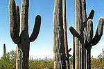 Family of Saguaro