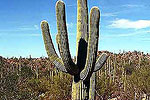 Saguaro Cactus