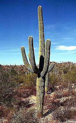 Saguaro Cactus