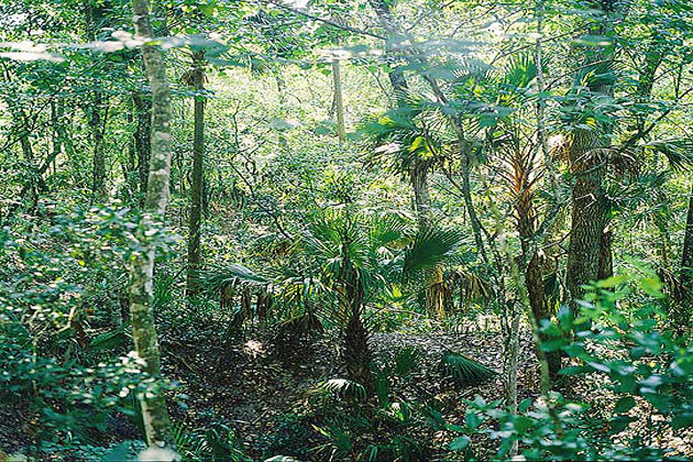 Wekiwa Springs State Park