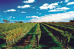 Vineyard