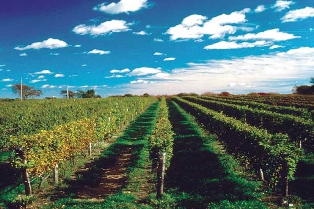 Vineyard