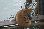 Sea Lion