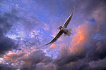 Seagull
