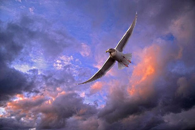 Seagull