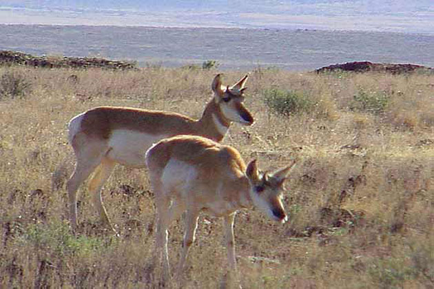 Antelope