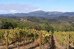 Sonoma Mountain Vineyard