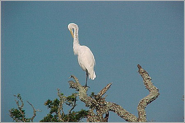 Great Egret