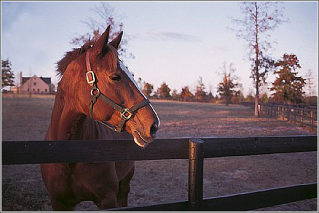 South Carolina is horse country