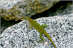 The Carolina (Green) Anole