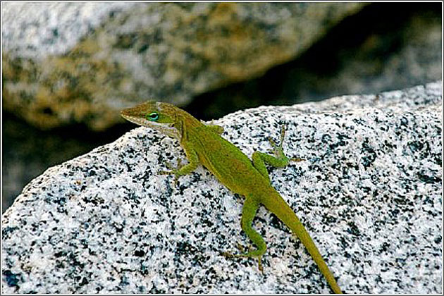 The Carolina (Green) Anole