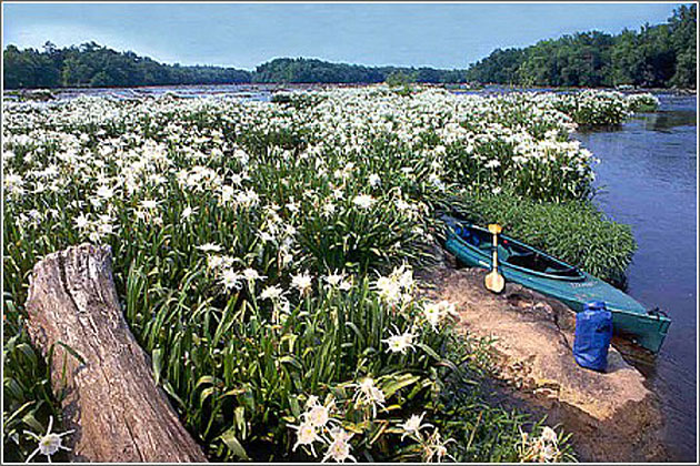 Rocky Shoals Spider Lilies