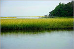 South Carolina Marsh