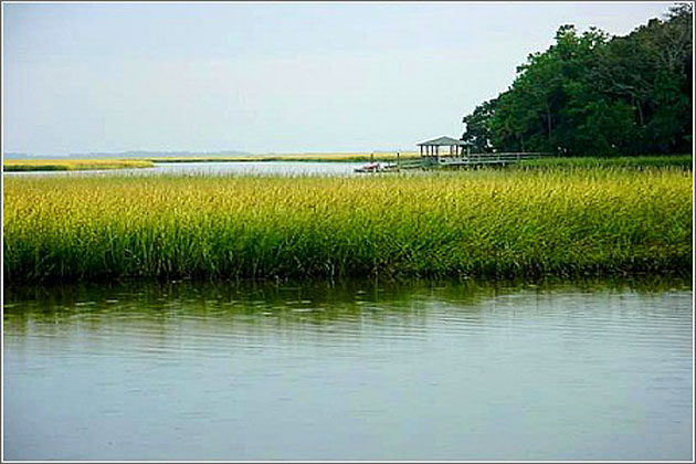 South Carolina Marsh