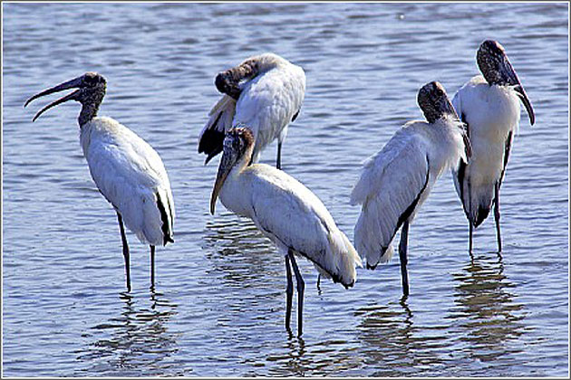 Huntington Beach State Park Birding