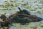 Yellow-Bellied Slider