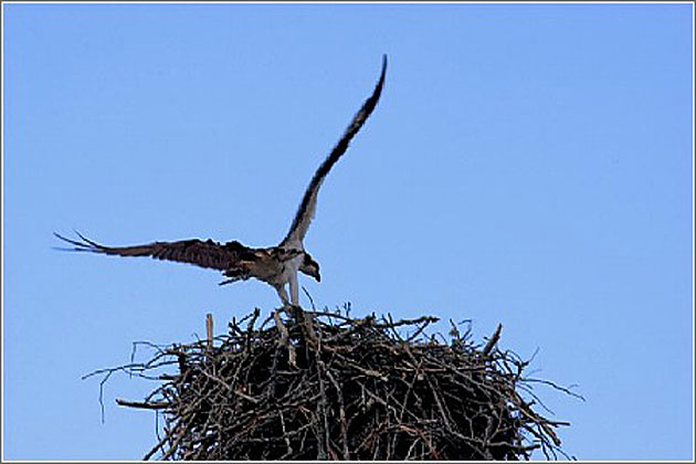 Osprey Over Cheraw