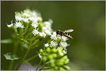 Boneset