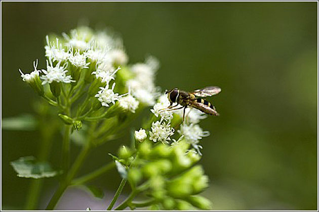 Boneset