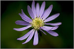 New England Aster