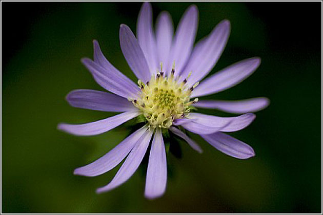 New England Aster