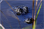 Huntington Beach alligator