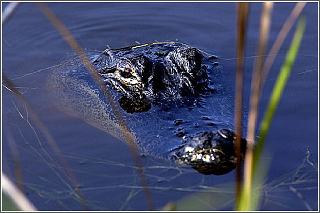 Huntington Beach alligator