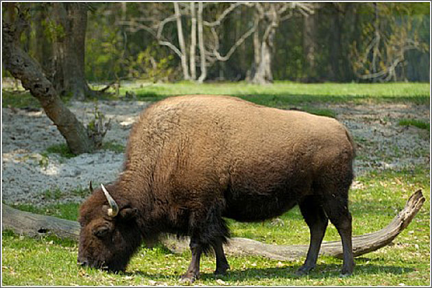 Bison at Charles Towne Landing