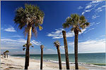 Palmetto trees
