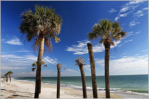Palmetto trees