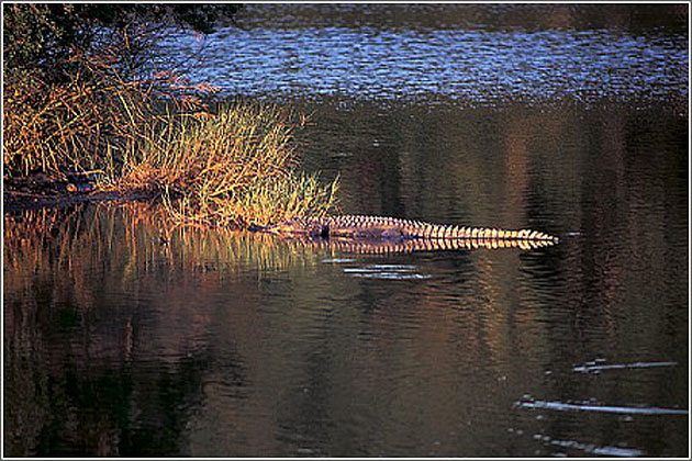 Ace Basin