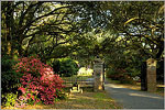 Beauty of Charles Towne Landing